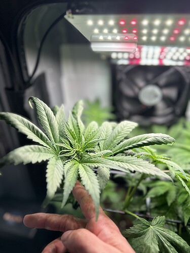 Growreport Bild 2