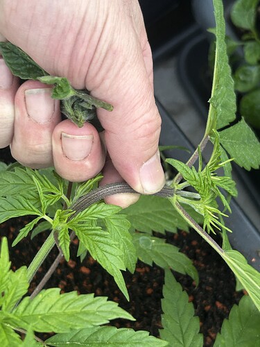 Growreport Bild 37