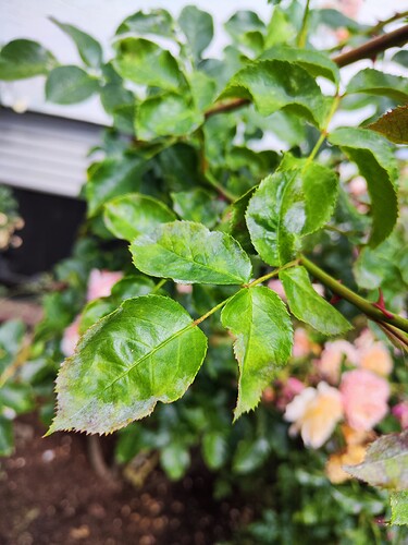 Growreport Bild 34