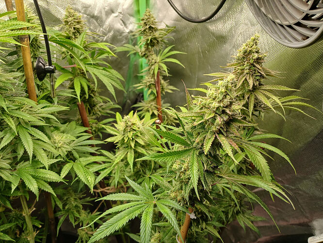 Growreport Bild 1