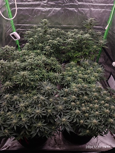 Growreport Bild 4