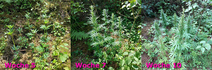 SiberianRuderalis_GDgrow