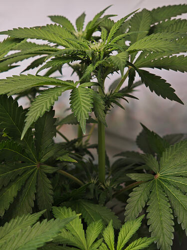 Growreport Bild 18