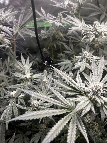 Growreport Bild 42