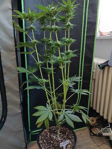 Growreport Bild 21