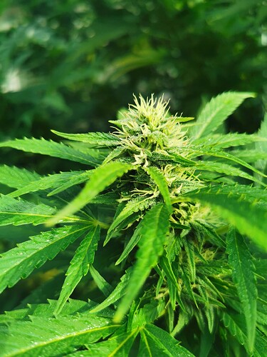 Growreport Bild 8