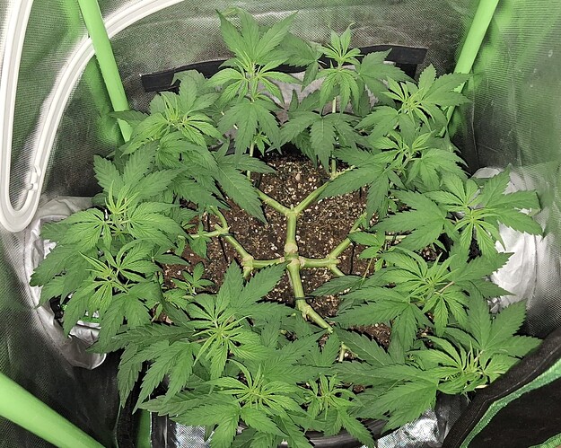 Growreport Bild 3