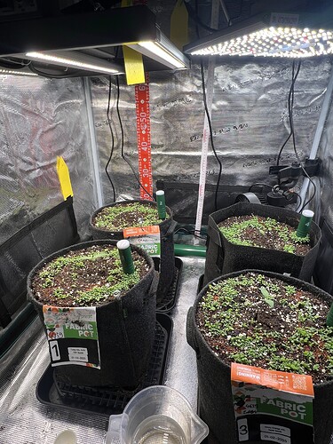 Growreport Bild 2
