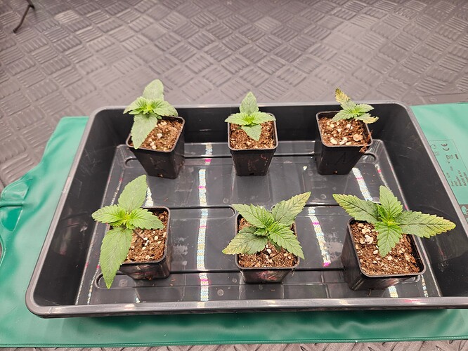 Growreport Bild 30