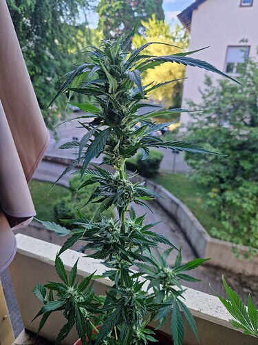 Growreport Bild 48