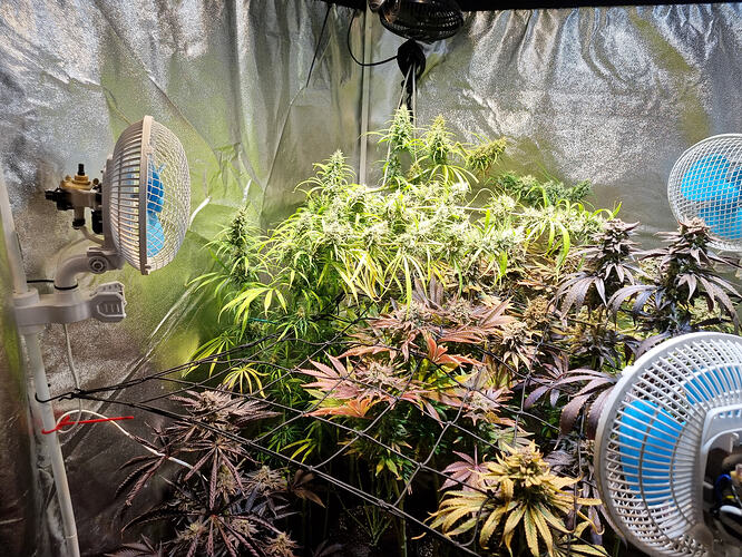 Mehrere Cannabis-Pflanzen in der Blütephase in einem Growzelt, beleuchtet von einer Lampe und belüftet von drei Ventilatoren. Einige Pflanzen zeigen dunkle, rötliche Blätter, während andere hellgrün sind und dichte Blütenstände aufweisen.