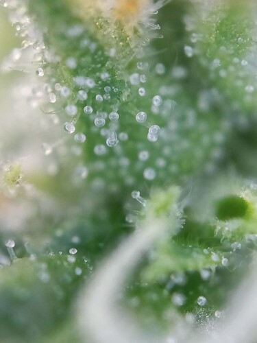 Growreport Bild 30