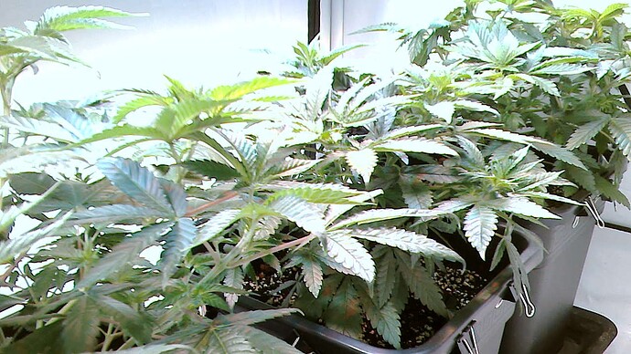 Growreport Bild 6