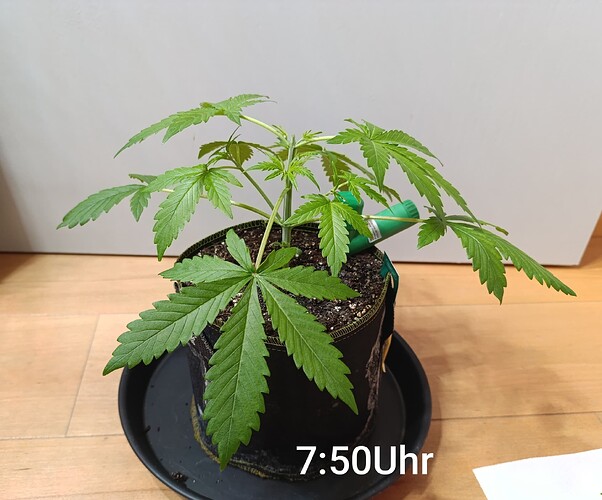 Growreport Bild 6