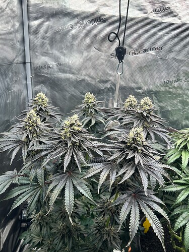Growreport Bild 24
