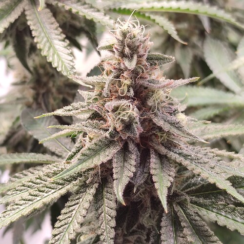 Growreport Bild 10