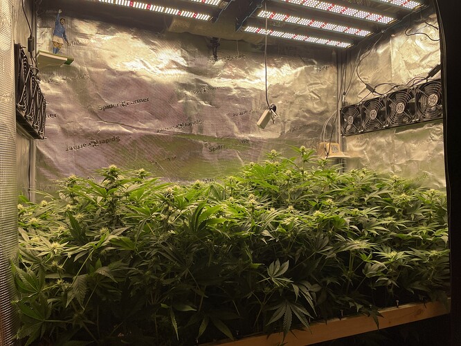 Eine Growbox mit vielen blühenden Cannabispflanzen unter LED-Beleuchtung. Mehrere Ventilatoren sind an der Decke montiert.