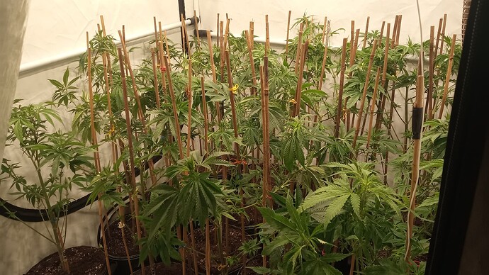Growreport Bild 5