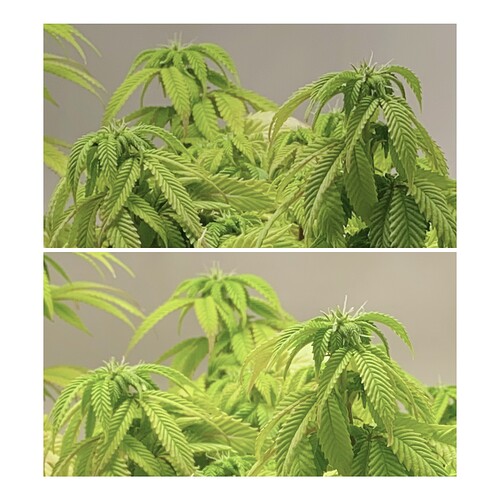 Growreport Bild 32