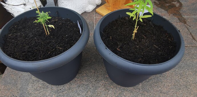 Growreport Bild 1