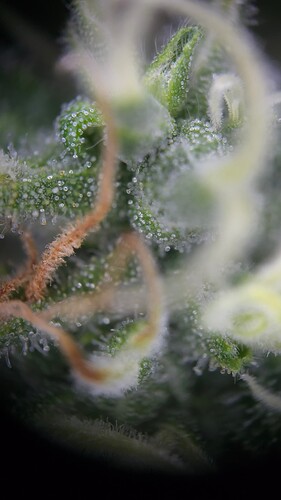 Growreport Bild 6