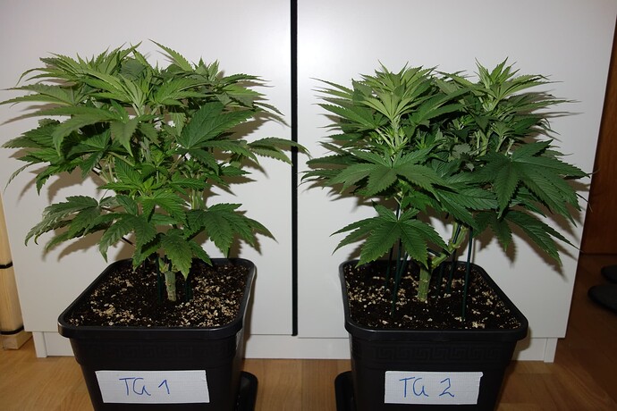 Growreport Bild 9