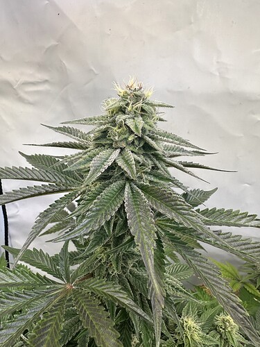 Growreport Bild 3