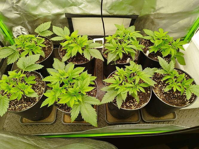 Mehrere junge Cannabispflanzen in schwarzen Töpfen, die in einer Growbox stehen. Die Pflanzen sind im Wuchsstadium und zeigen gesunde grüne Blätter.