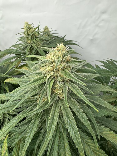 Growreport Bild 5