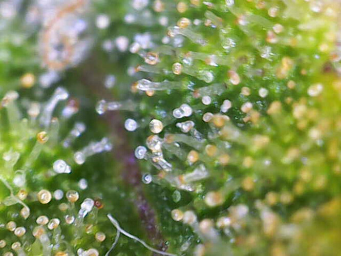 Growreport Bild 2