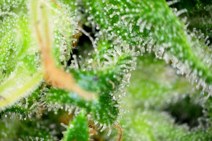 Baggy2_0817_03
