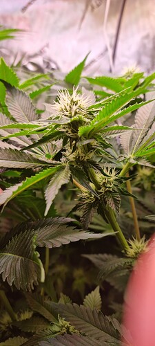 Growreport Bild 6