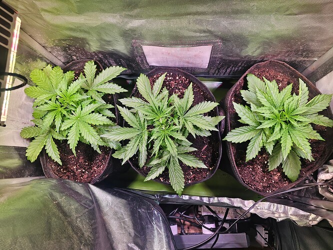 Growreport Bild 25