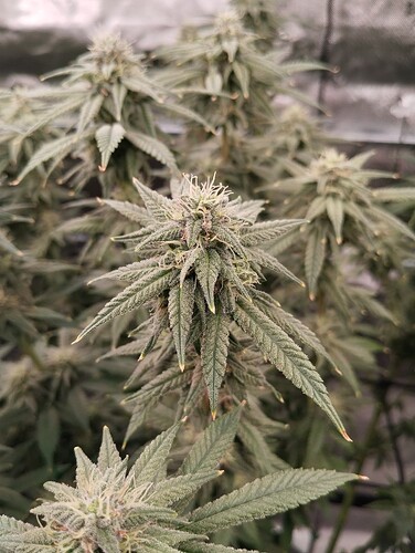 Growreport Bild 17