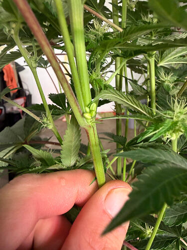 Growreport Bild 45