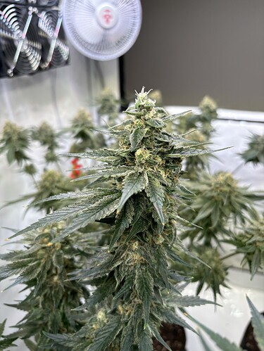 Growreport Bild 23