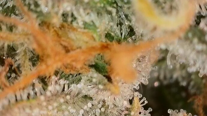 Growreport Bild 13