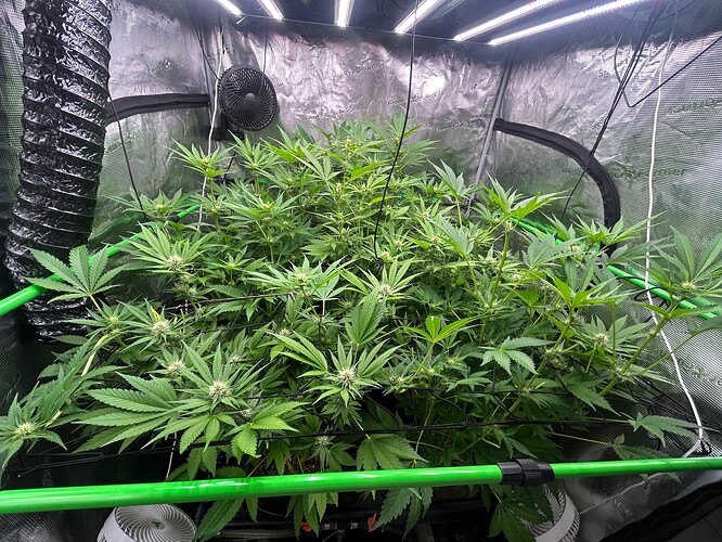 Growreport Bild 32