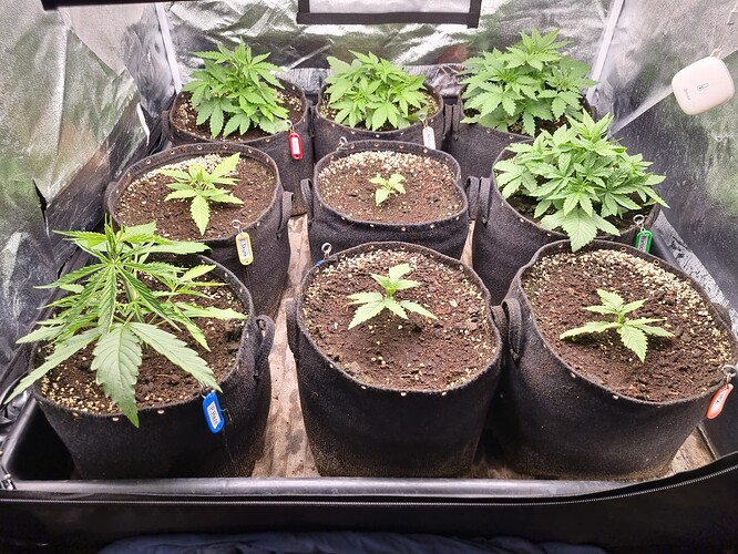 Mehrere Cannabis-Pflanzen in verschiedenen Wachstumsstadien in Stofftöpfen in einer Growbox.