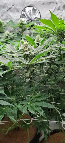 Growreport Bild 13