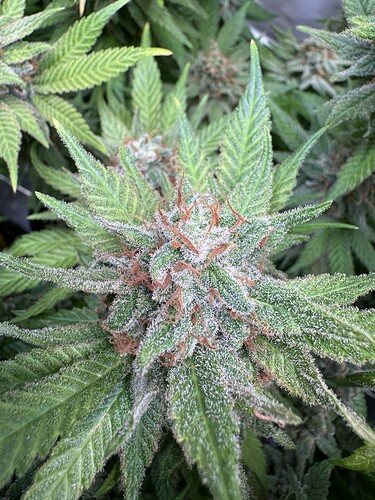 Growreport Bild 47