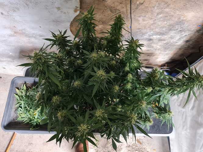 Growreport Bild 5