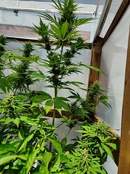 Growreport Bild 7