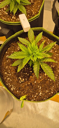 Growreport Bild 4