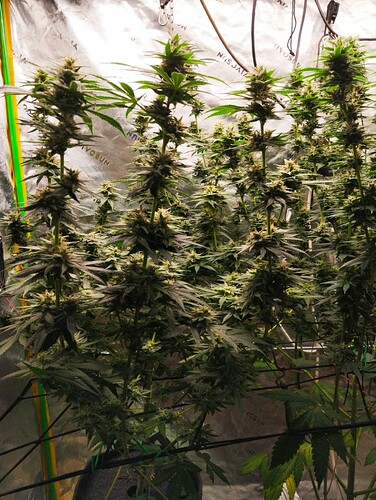 Growreport Bild 4