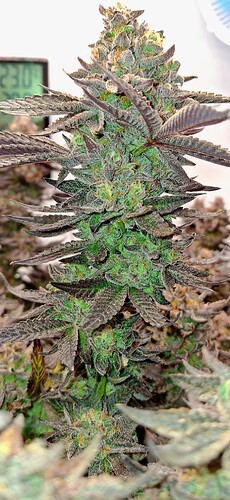 Growreport Bild 21