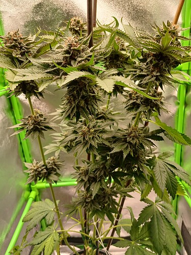 Growreport Bild 15
