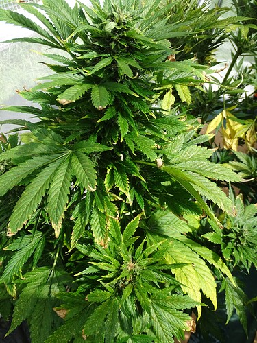 Growreport Bild 19