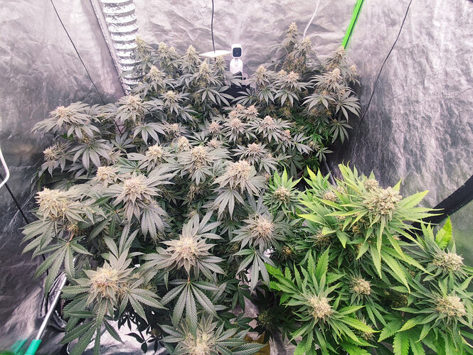 Growreport Bild 33