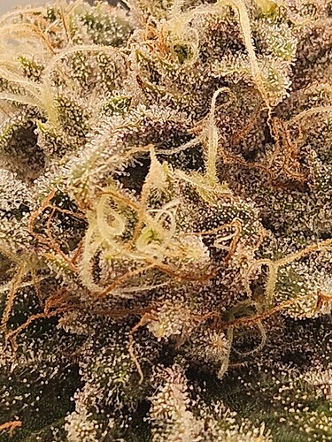 Growreport Bild 9